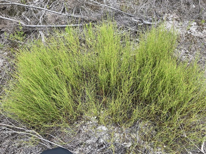 Sporadanthus interruptus, photographed by Thomas Mesaglio