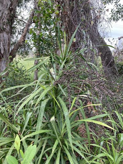 Cordyline stricta, photographed by Thomas Mesaglio