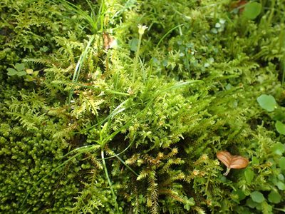 Colobanthus apetalus