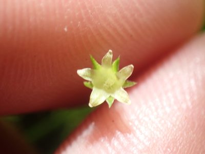 Colobanthus apetalus, photographed by Paul Bell-Butler