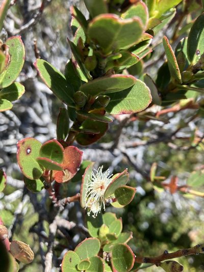 Eucalyptus vernicosa, photographed by krumpianking
