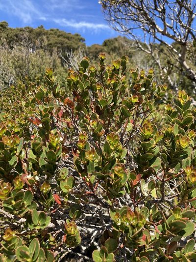 Eucalyptus vernicosa, photographed by krumpianking