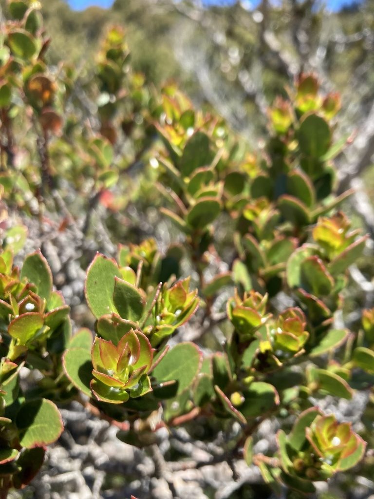 Eucalyptus vernicosa, photographed by krumpianking