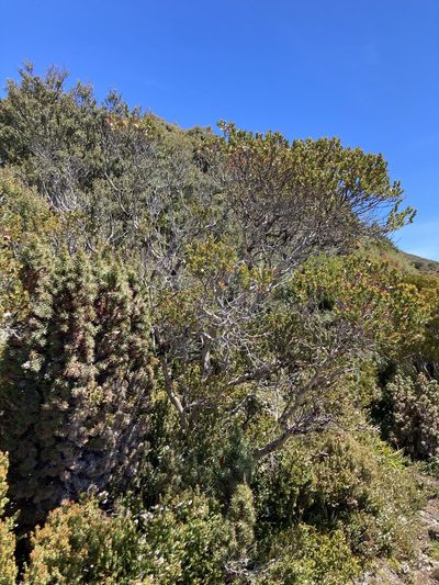 Eucalyptus vernicosa, photographed by krumpianking