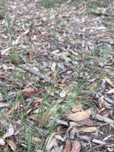Aristida vagans, photographed by prossington