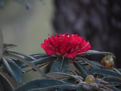 Rhododendron arboreum, photographed by Jagdish Singh Negi