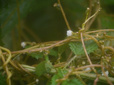 Cuscuta reflexa, photographed by Dinesh Valke