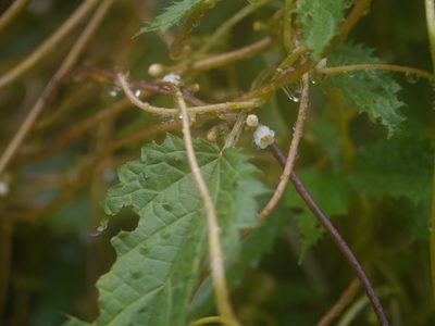 Cuscuta reflexa, photographed by Dinesh Valke