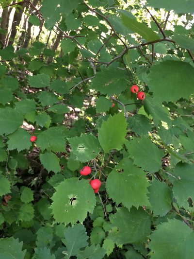 Crataegus macrosperma, photographed by Étienne Lacroix-Carignan