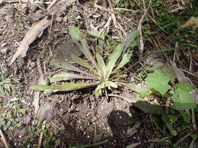 Plantago raoulii, photographed by Paul Bell-Butler