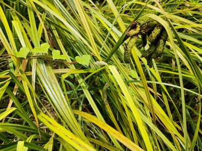 Carex geminata, photographed by Tom Ferguson