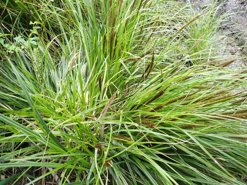 Carex megalepis, photographed by Paul Bell-Butler