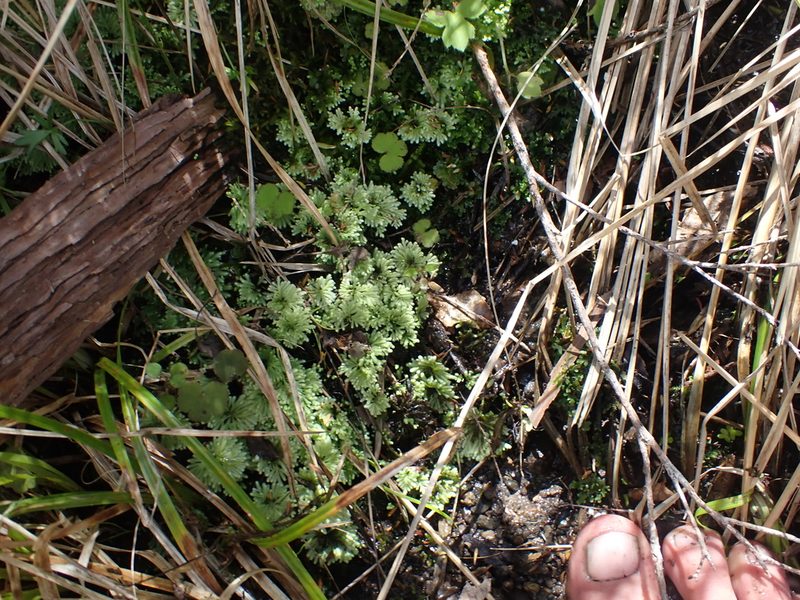 Hypopterygium tamarisci, photographed by Paul Bell-Butler