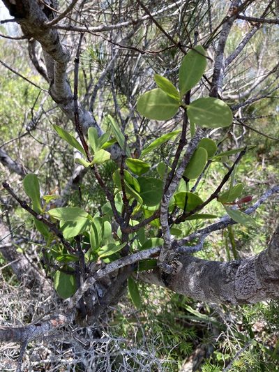 Muellerina celastroides, photographed by Thomas Mesaglio