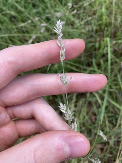 Eragrostis elongata, photographed by Thomas Mesaglio