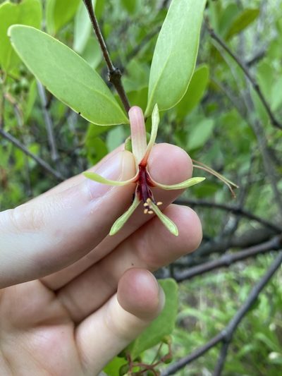 Muellerina celastroides, photographed by Thomas Mesaglio