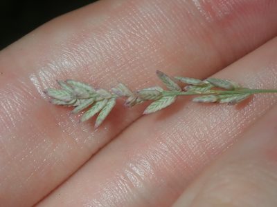 Eragrostis elongata, photographed by Thomas Mesaglio