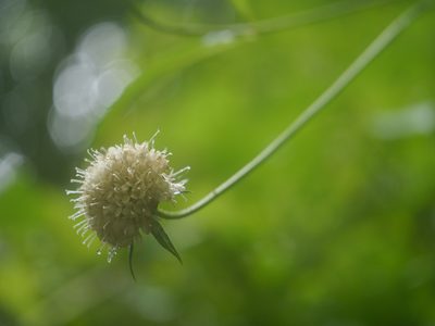 Dipsacus inermis, photographed by Dinesh Valke