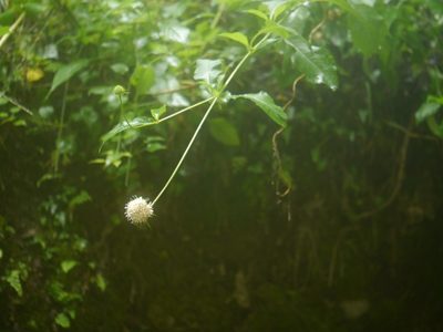 Dipsacus inermis, photographed by Dinesh Valke