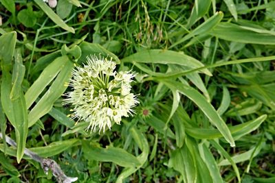 Allium victorialis, photographed by Petr Harant