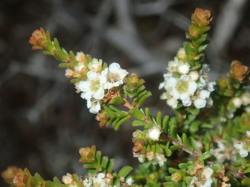 Baeckea diosmifolia, photographed by Thomas Mesaglio