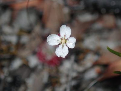 Drosera pygmaea, photographed by Thomas Mesaglio
