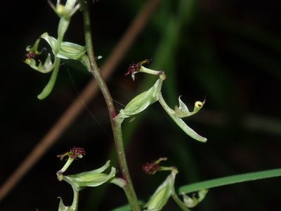 Arthrochilus prolixus, photographed by Thomas Mesaglio