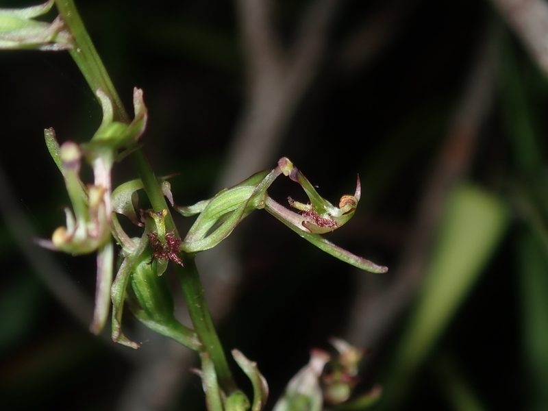 Arthrochilus prolixus, photographed by Thomas Mesaglio