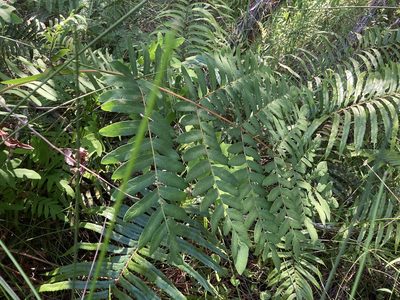 Osmunda regalis, photographed by nick_goldwater