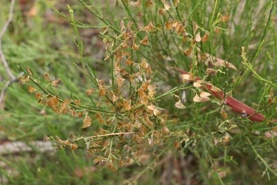 Daviesia leptophylla, photographed by Dylan Wishart