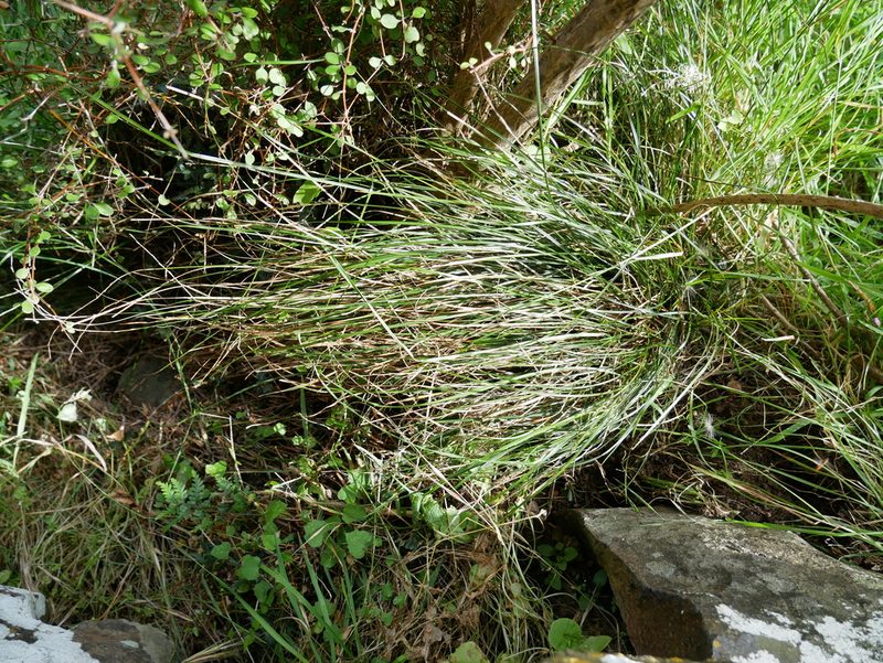 Carex cyanea, photographed by Alice Shanks