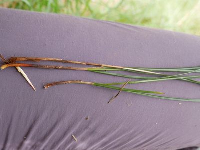 Carex cyanea, photographed by Alice Shanks