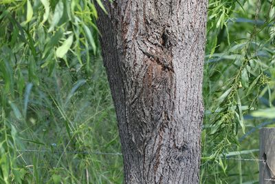 Acacia salicina, photographed by Greg Tasney