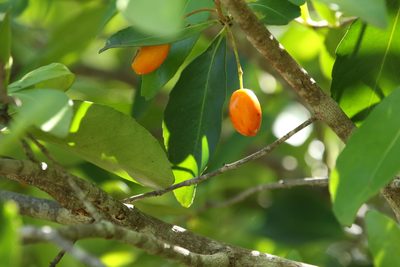 Elaeodendron australe, photographed by Greg Tasney