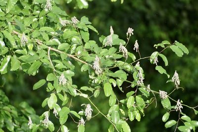 Griffonia simplicifolia, photographed by Jean-Paul Boerekamps
