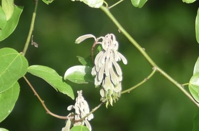 Griffonia simplicifolia, photographed by Jean-Paul Boerekamps