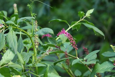 Phytolacca icosandra, photographed by Greg Tasney