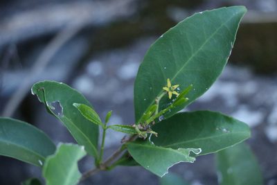 Loeseneriella barbata, photographed by Greg Tasney