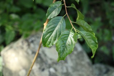 Turraea pubescens, photographed by Greg Tasney