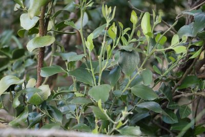 Exocarpos latifolius, photographed by Greg Tasney
