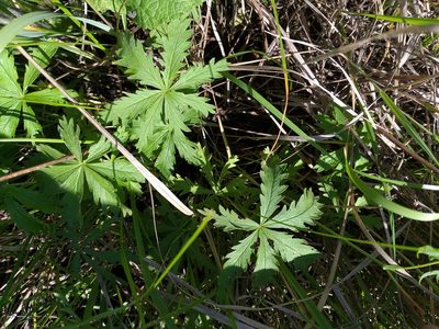 Potentilla longipes, photographed by Dmitriy Bochkov