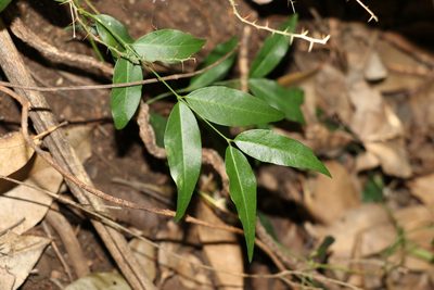 Secamone elliptica, photographed by Greg Tasney