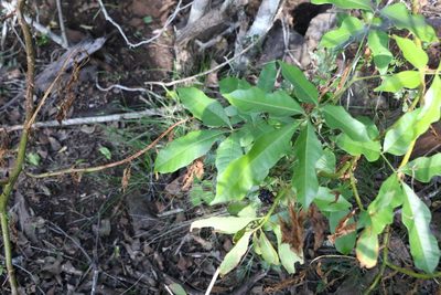 Rhodosphaera rhodanthema, photographed by Greg Tasney