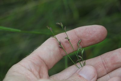 Cleistochloa uncinulata, photographed by Greg Tasney