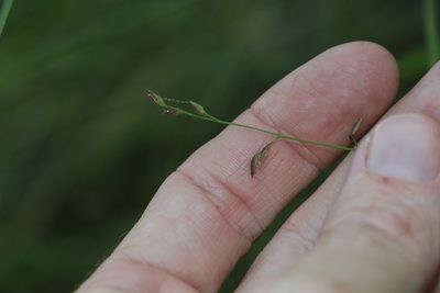 Cleistochloa uncinulata, photographed by Greg Tasney