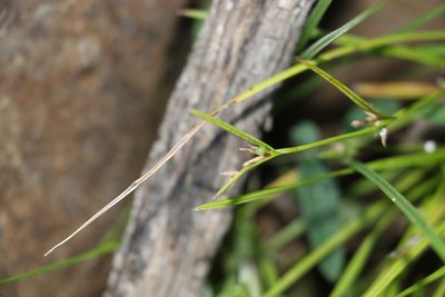 Scleria mackaviensis, photographed by Greg Tasney