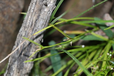 Scleria mackaviensis, photographed by Greg Tasney