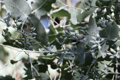 Eucalyptus melanophloia, photographed by Greg Tasney