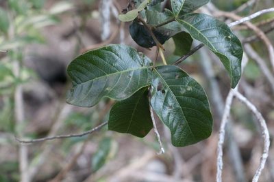 Alectryon connatus, photographed by Greg Tasney