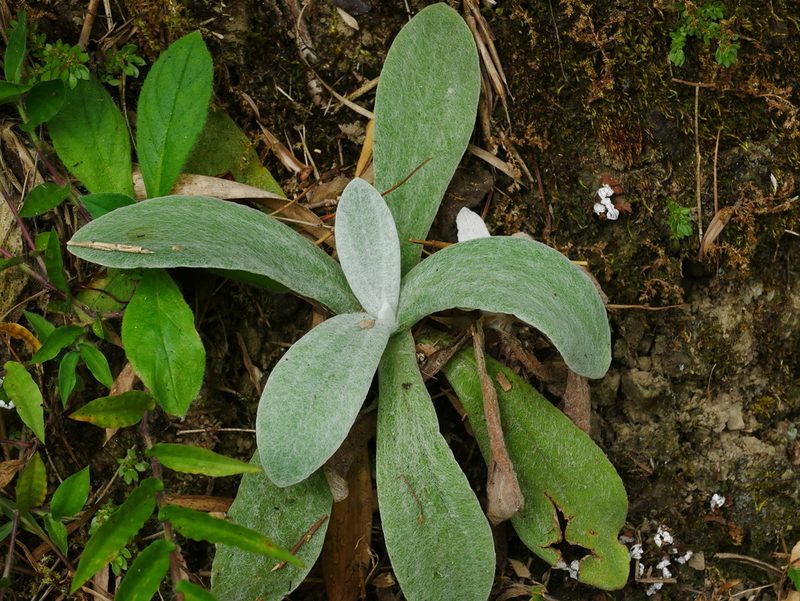 Pseudognaphalium adnatum, photographed by Jacy Chen